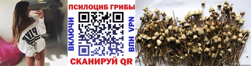 Псилоцибиновые грибы Psilocybe  Гулькевичи 